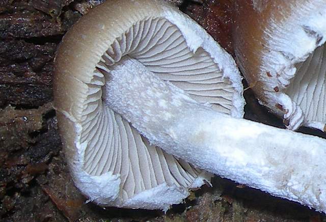 Psathyrella  spintrigeroides      P.D.Orton